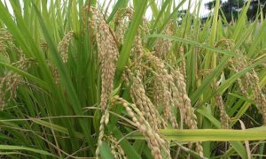 Rice Farming 101: The Ins and Outs Everyone Needs to Know